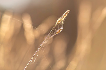 Single blade of ear