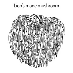 Lion s mane mushroom Hericium erinaceus , edible and medicinal plant © foxyliam