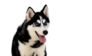 Siberian Huskie with blue eyes