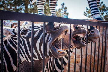 zebra in front of a background