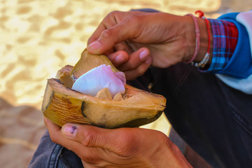 coconut natural cream,Selective Focus Hands Of Man Holding White Coconut Meat Or Malai Scooped Out Of Raw Coconut Fruit Or Drink