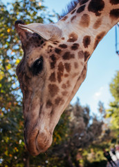 portrait of giraffe