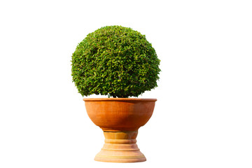 Tree in pots, isolated on white background