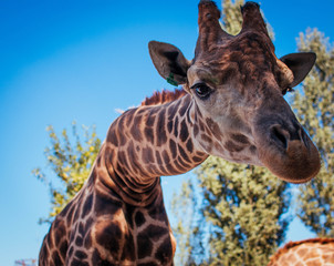 portrait of a giraffe
