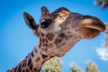 portrait of giraffe