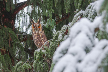 Naklejka premium Long-eared owl (Asio otus) siting in snowy fir tree, in cold winter day
