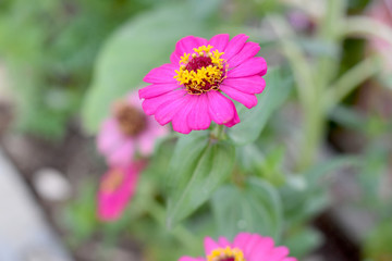 Obraz premium pink flower in the garden