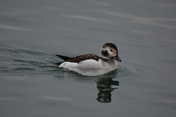 Long Tailed duck female