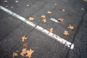 Autumn leaves on the ground