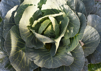 cabbage growing in the garden