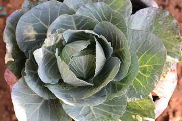 head of cabbage