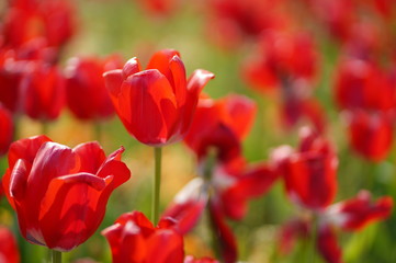 Obraz premium 赤いチューリップ