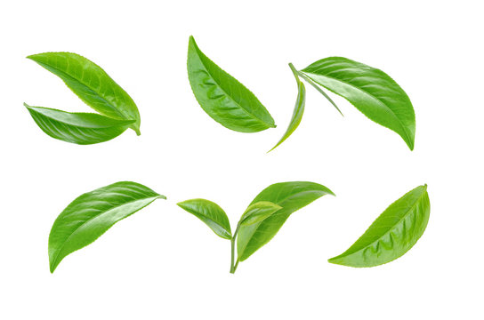 Green tea leaf collection isolated on white background
