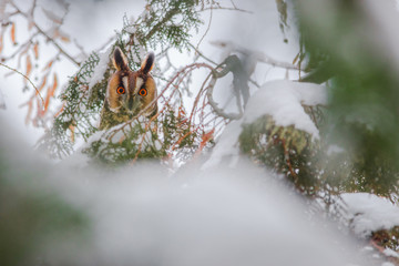 Long-eared owl (Asio otus) portrait hiding in a snowy tree, in cold winter day