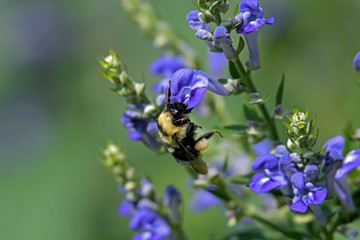 Bumblebee feeding on downy skullcap. The bee is part of 250 species in the genus Bombus, part of Apidae. The skullcap has an arching hooded upper lip and is part of the mint family.