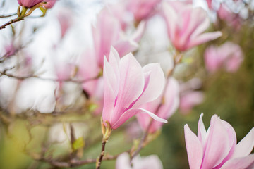 Close-up. Portrait of a 5 years old boy with milk and a roll in a wheat field. Happy cute boy is eating bread. Bakery products.