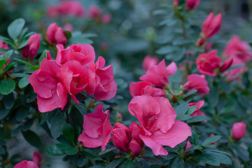Red azaleas during flowering against the background of bushes, close up