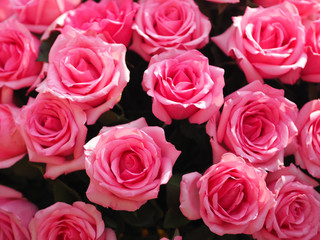Pink rose flower arrangement Beautiful bouquet on blurred of background symbol love Valentine Day