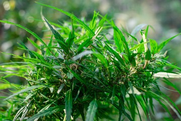 Fresh green medicinal plant cannabis blooming at blurred background, Marijuana plant with early flowers, sativa leaves