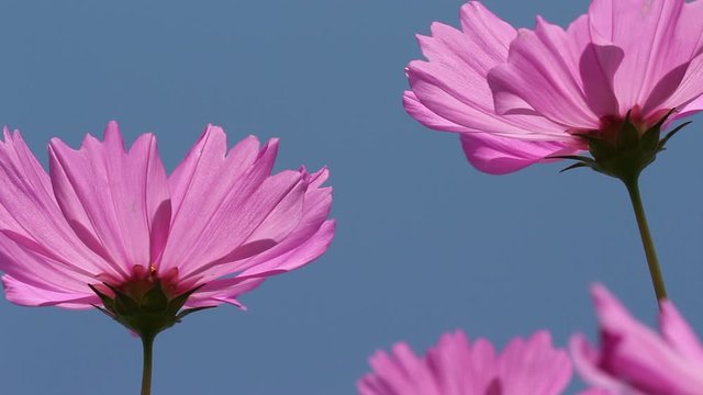 Pink mexican aster or cosmos flower blooming in garden on blue sky outdoor background , under view backlit