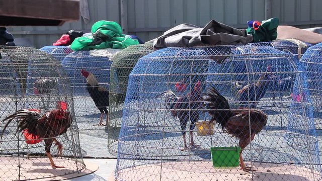 Fighting cocks standing in steel mesh coop  in farm background
