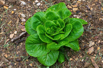 Lettuce in the garden on cloudy day after the rain. It is an annual plant of the daisy family, Asteraceae. It is most often grown as a leaf vegetable, but also for its stem and seeds.