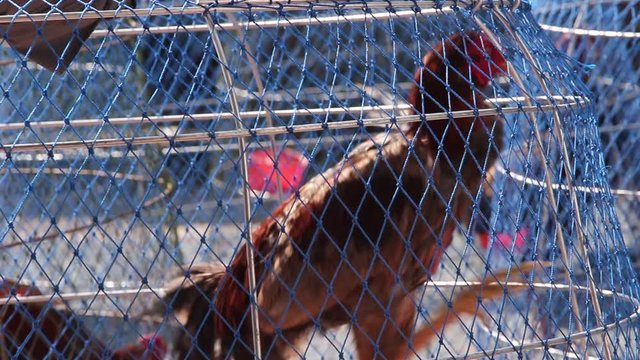 Panic fighting cocks  in steel mesh coop  in farm background