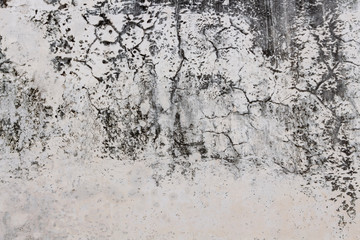 Fungus on white wall background with cracked on suface on concrete.