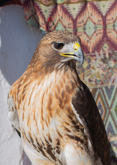close-up of a red-tailed hawk staring off