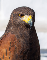 close-up of a golden eagle's head facing