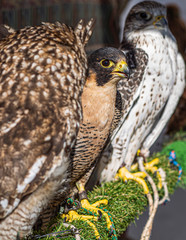 close-up of an iberian peregrine falcon