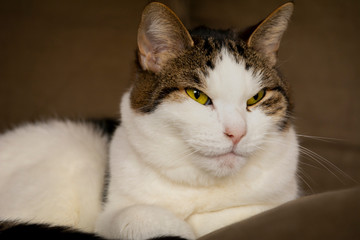 Regular, domestic house cat lying and resting in the sofa, eyes open, white, grey and brown colored, ears up. 