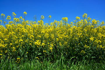 Blühende Rapspflanzen am Rand eines Rapsfeldes vor blauem Himmel