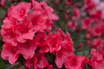 Red azaleas during flowering against the background of bushes, close up