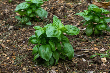 Basil in the garden on a cloudy day after the rain. It also called great basil and is a culinary herb of the family Lamiaceae. It is native to tropical regions and is used in cuisines worldwide.