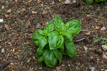 Basil in the garden on a cloudy day after the rain. It also called great basil and is a culinary herb of the family Lamiaceae. It is native to tropical regions and is used in cuisines worldwide.
