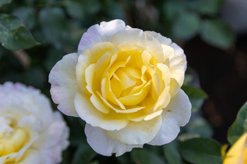 yellow rose in garden