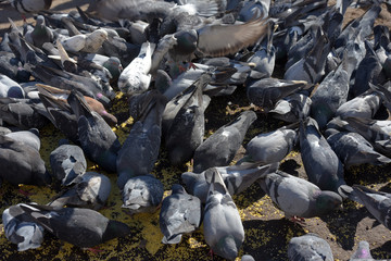 pigeons on the sidewalk peck millet