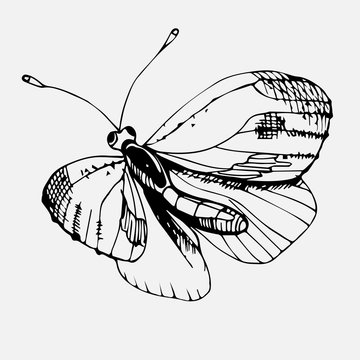 Butterfly whitish isolated sketch, hand-drawn by imagination Outlines of the insect with  black line with decorative strokes and spots. Print for clothes, design element for patterns, children's books