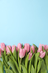 Beautiful pink tulips on blue background, space for text