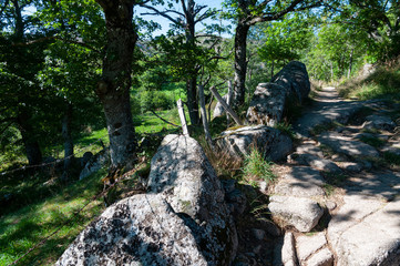 France. Cévennes. Sentier de randonnée bordé de pierres et en sous-bois.