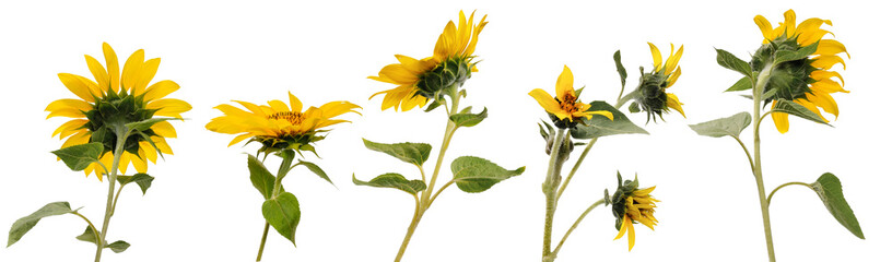 Five various sunflower flowers on stems at various angles on white background