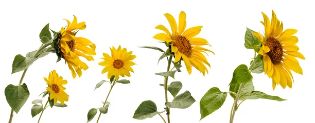 Poster Einige verschiedene Sonnenblumenblüten an Stielen in verschiedenen Winkeln auf weißem Hintergrund © ktv144