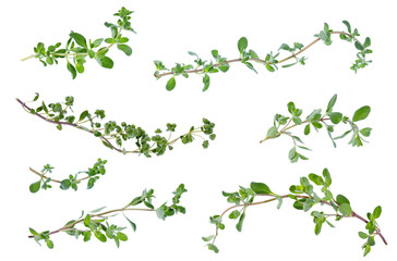 Many various fresh green marjoram leaves and twigs at different angles on white background