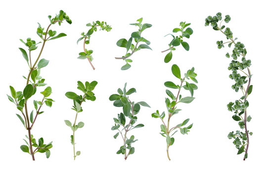 Many fresh green marjoram leaves and twigs at different angles on white background