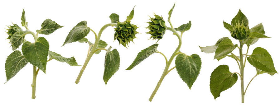 Four unopened sunflower buds on stems at various angles on white background
