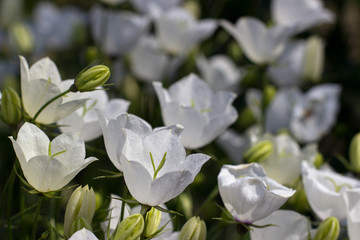 Campanula Carpatica blooms in the summer in the garden. Many white Carpathian bells. Beautiful floral background with white flowers. White bells close-up.