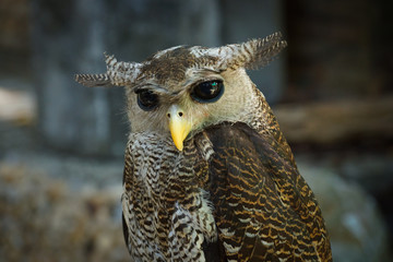 portrait of an owl