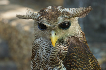portrait of an owl