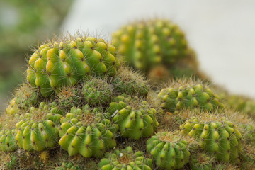 cactus closeup view